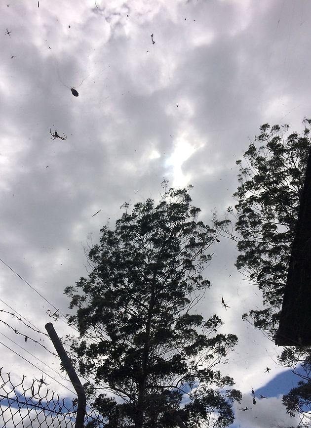 Cyrtophora moluccensis Web  Cyrtophora moluccensis,Dome Tent Spider,web
