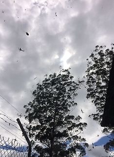 Cyrtophora moluccensis Web  Cyrtophora moluccensis,Dome Tent Spider,web
