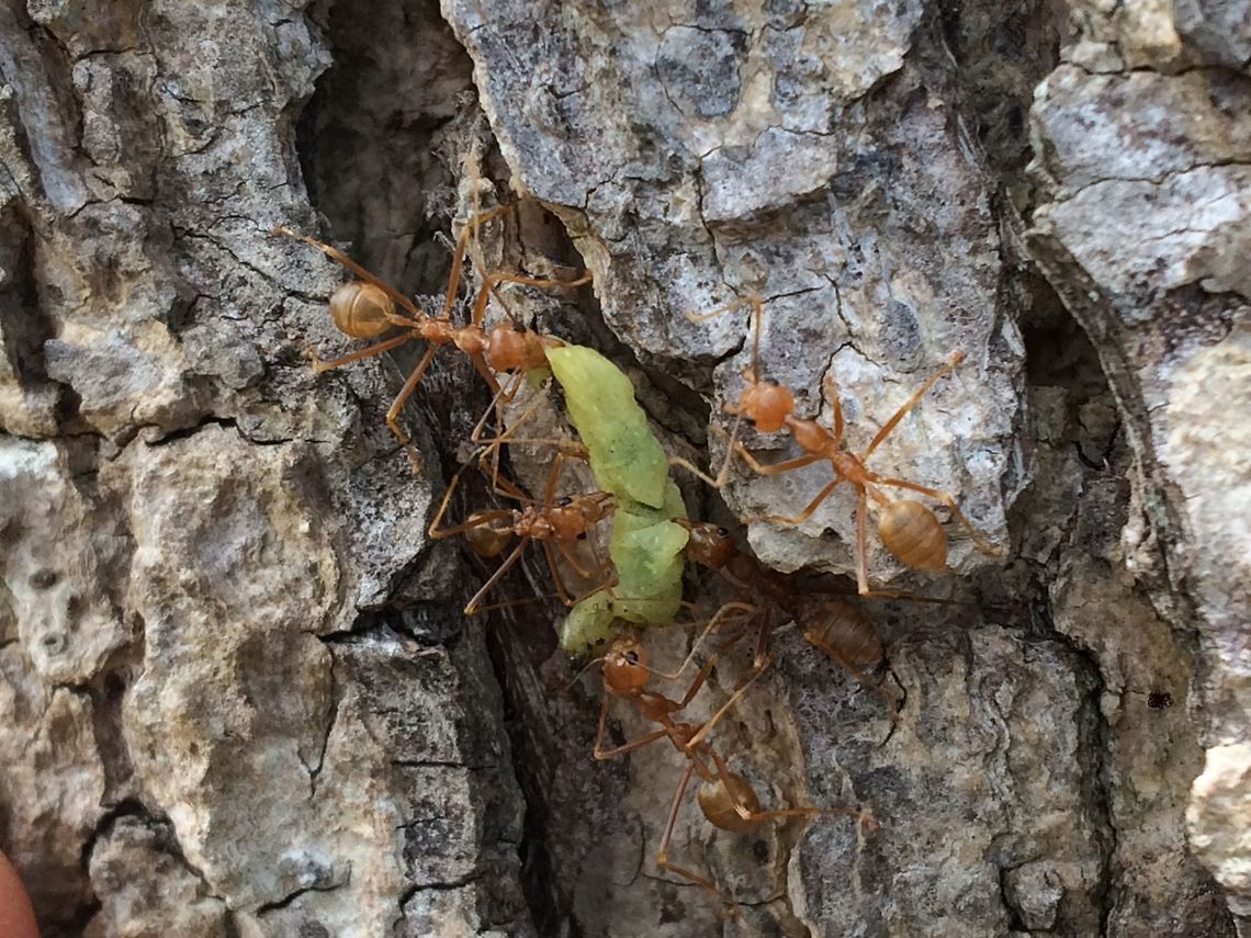 Delicious Red Tree Ant of Papua New Guinea Yesterday I found my favorite ant....to eat....in the Markam Valley of Papua New Guinea. Widely known here as Kurakum Ants, but there are a few locals that call them Muli Ants. "Muli" basically means lemon or any citrus.  The Oecophylla smaragdina AKA weaver ant, green ant, green tree ant, and orange gaster actually is a source of vitamin C and protein. Many people are surprised when I eat them (just a few) but they taste good, like a lemon.  Green tree ant,Oecophylla smaragdina