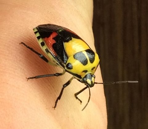 Stink Bug Papua New Guinea Stink Bug. Eastern Highlands, Aiyura Valley, Papua New Guinea. I don't know how to classify this one.  Heteroptera,Hyrmine,Hyrmine sexpunctata,Pentatomidae,Pentatominae,Pentatomini