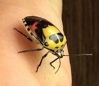 Stink Bug Papua New Guinea Stink Bug. Eastern Highlands, Aiyura Valley, Papua New Guinea. I don't know how to classify this one.  Heteroptera,Hyrmine,Hyrmine sexpunctata,Pentatomidae,Pentatominae,Pentatomini