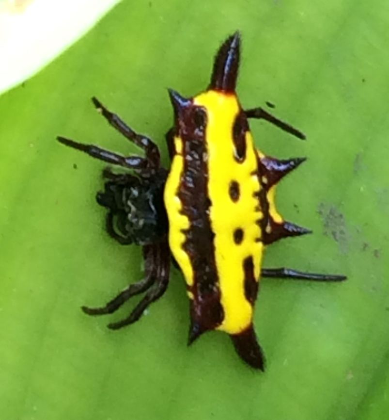 Christmas All Year!! These are commonly called Christmas Spiders. They are Spiny Orb Weavers and belong to the genus Gasteracantha. Photo taken in the Aiyura Valley of the Eastern Highlands, Papua New Guinea.  Gasteracantha taeniata