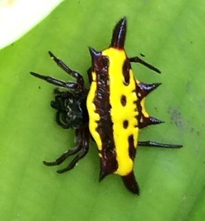 Christmas All Year!! These are commonly called Christmas Spiders. They are Spiny Orb Weavers and belong to the genus Gasteracantha. Photo taken in the Aiyura Valley of the Eastern Highlands, Papua New Guinea.  Gasteracantha taeniata