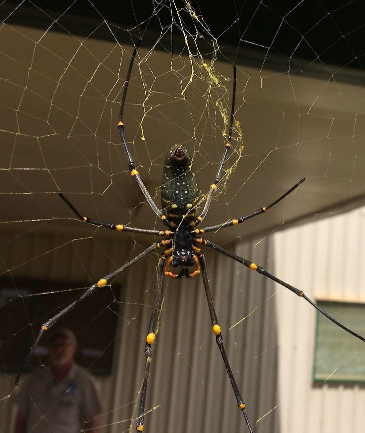 Weaver of Gold The Golden Silk Orb Weaver (aka: the Banana spider) is easy to find. They have giant webs and are frequently found in banana patches. I have seen some that are as big as my face! Photo Aiyura Valley, EHP, Papua New Guinea Nephila pilipes