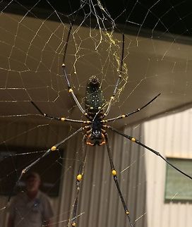 Weaver of Gold The Golden Silk Orb Weaver (aka: the Banana spider) is easy to find. They have giant webs and are frequently found in banana patches. I have seen some that are as big as my face! Photo Aiyura Valley, EHP, Papua New Guinea Nephila pilipes