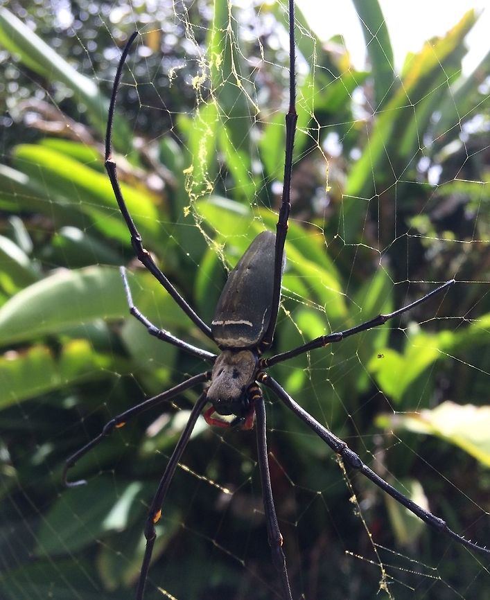 Nephila kuhli, Papua New Guinea  Black Wood Spider,Nephila kuhli