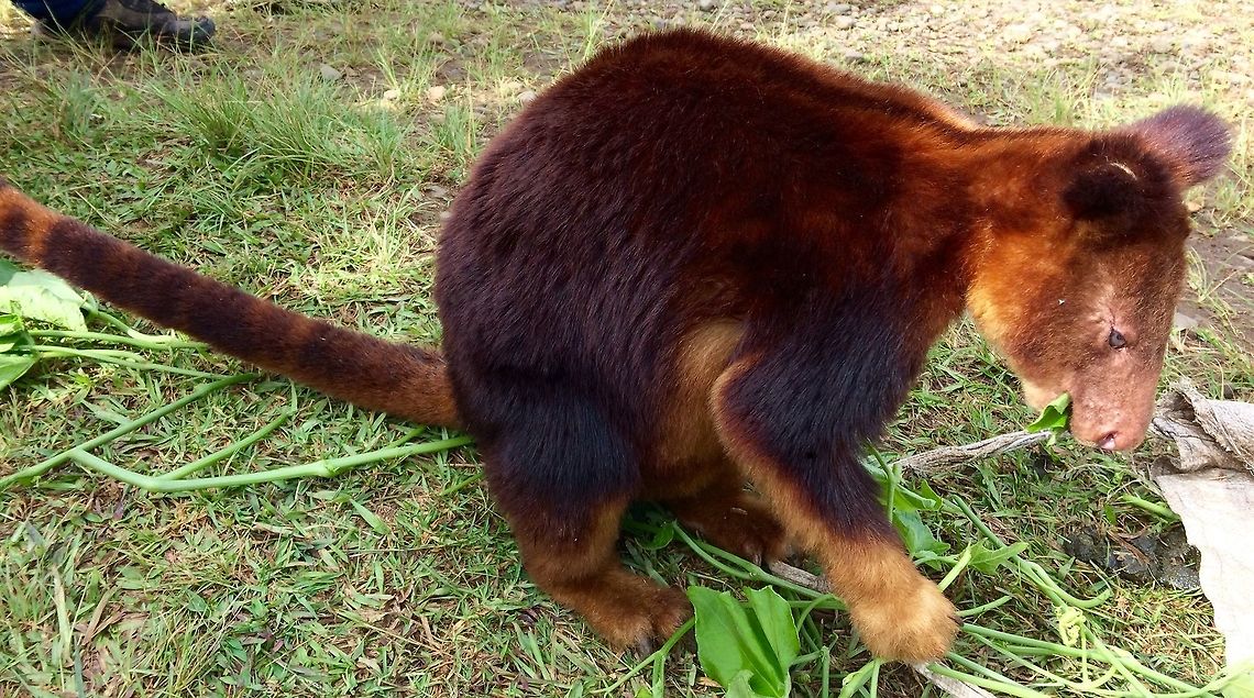 Tree Kangaroo! This is a Tree Kangaroo that was for sale in the local market in Ukarumpa, Eastern Highlands, Papua New Guinea. It is a Marsupial Macropodidae, but I don&#039;t know what the Genus is. They are endangered, I believe, because they are being hunted out.  Dendrolagus goodfellowi,Goodfellows tree-kangaroo,Papua New Guinea