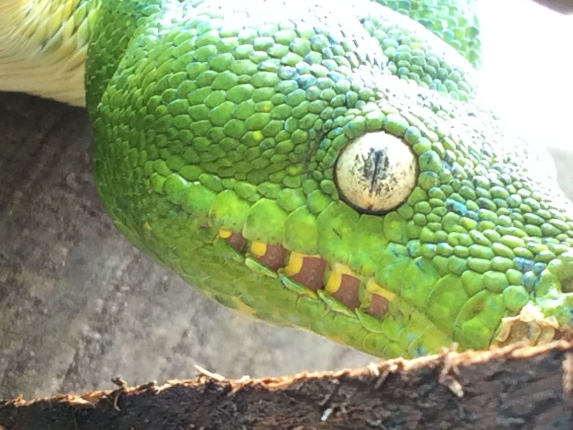 Green Tree Python in New Guinea The Green Tree Python has beautiful eyes and heat sensing pits. This python is my pet and is actually blind in one eye. This may not matter too much for feading because she can use her pit organs to locate prey. Pythons Pit organs are only shared with Boas and Pit Vipers. Green Tree Pythons live in the tops of trees and were long thought to eat birds, but studies have not found evidence of birds in their poop. They do come down to the jungle floor and feed on rodents.  Green tree python,Morelia viridis