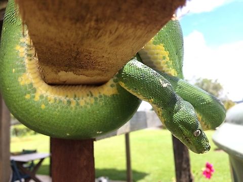 New Guinea Green Tree Python The Green Tree Python has beautiful eyes and heat sensing pits. This python is my pet and is actually blind in one eye. This may not matter too much for feading because she can use her pit organs to locate prey. Pythons Pit organs are only shared with Boas and Pit Vipers. Green Tree Pythons live in the tops of trees and were long thought to eat birds, but studies have not found evidence of birds in their poop. They do come down to the jungle floor and feed on rodents. Green tree python,Morelia viridis