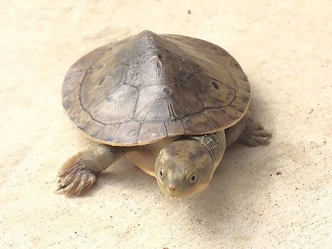New Guinea Snapping Turtle Elseya Novaeguineae. This Side-Necked turtle has really intrigued me this week. It’s neck is kind of double hinged and can fold up in either direction. It is a really quick turtle.  Photographed in the Aiyura Valley in Papua New Guinea.   Elseya novaeguineae,New Guinea snapping turtle