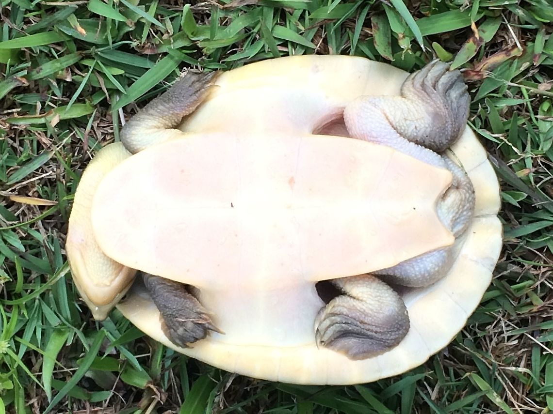 New Guinea Side-necked Snapping Turtle. Elseya Novaeguineae. This Side-Necked turtle has really intrigued me this week. It&rsquo;s neck is kind of double hinged and can fold up in either direction. I flipped it over for this shot. Because it&rsquo;s neck is so long it quickly flipped its self over with just it&rsquo;s head. It is a really quick turtle on ground and water. Photographed in the Aiyura Valley in Papua New Guinea. Elseya novaeguineae,New Guinea snapping turtle