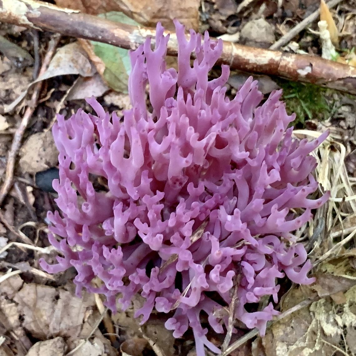 Violet Branched Coral 3 inches tall , 3 inches wide. Appeared in mid July, near The Mongahala national forest West Virginia. Clavaria zollingeri,Violet Coral