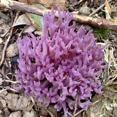 Violet Branched Coral 3 inches tall , 3 inches wide. Appeared in mid July, near The Mongahala national forest West Virginia. Clavaria zollingeri,Violet Coral