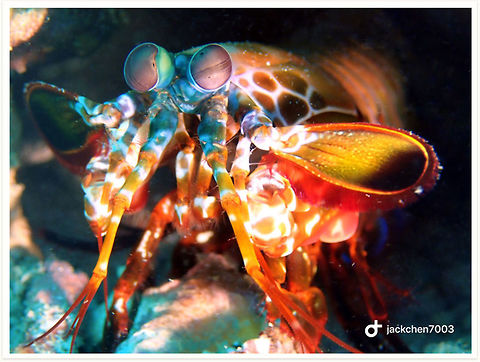 Odontodactylus scyllarus,Peacock Mantis Shrimp This mantis shrimp was holding a shell in a hole when I took a photo with it Geotagged,Odontodactylus scyllarus,Peacock mantis shrimp,Philippines