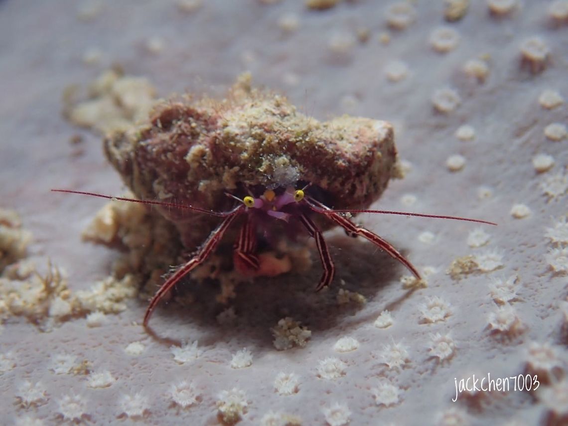 helmet crab on a coral found during night dive in anilao philippines. size like 3cm something Geotagged,Helmet Crab,Philippines