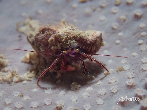 helmet crab on a coral found during night dive in anilao philippines. size like 3cm something Geotagged,Helmet Crab,Philippines