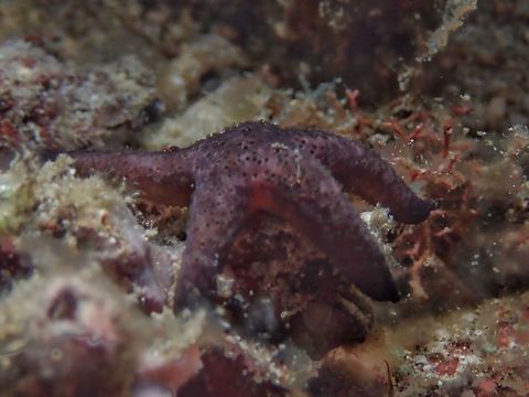 Sea Star Fish juvenile one found during night dive in anilao philippines Geotagged,Philippines,starfish