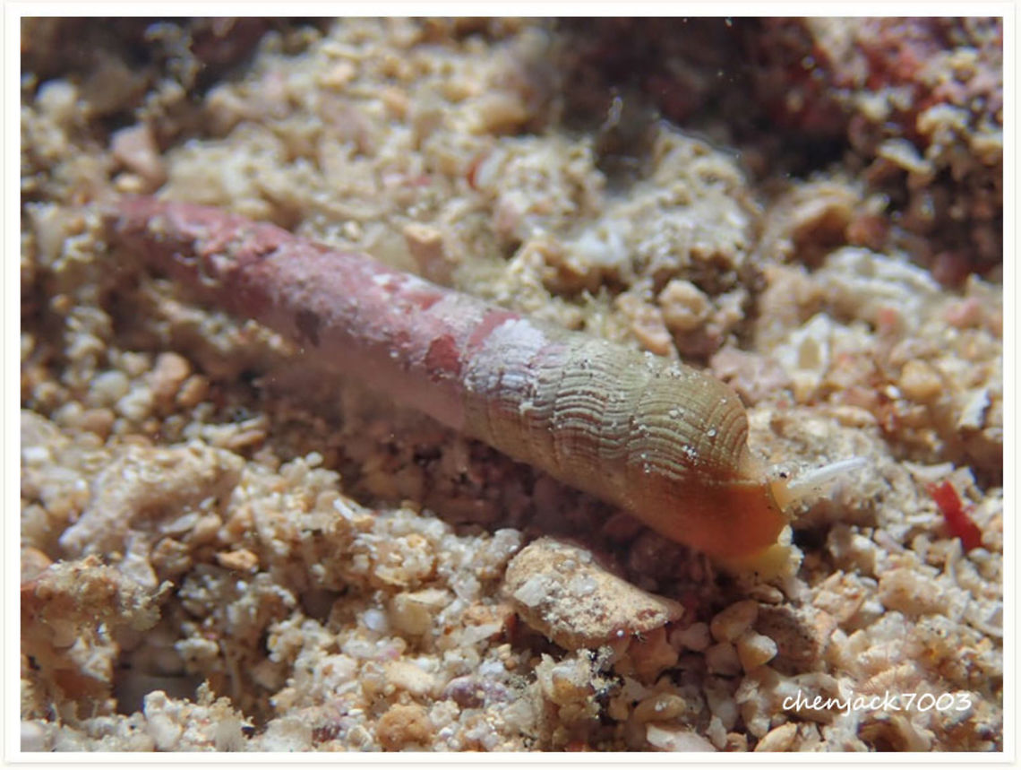 Terebra sp found during night dive in anilao philippines<br />
size: 4cm Geotagged,Philippines,Snail