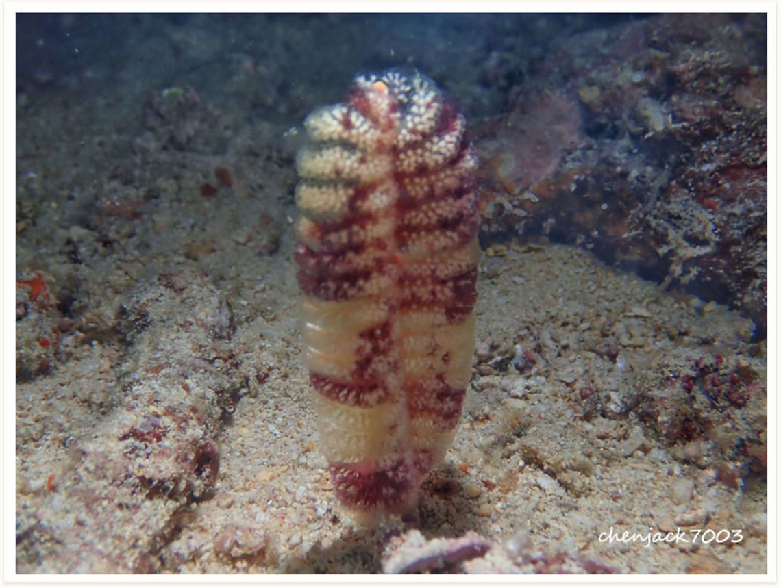 Virgularia Sp it's a sen pen .soft coral . found during night dive in anilao philippines Geotagged,Philippines,coral