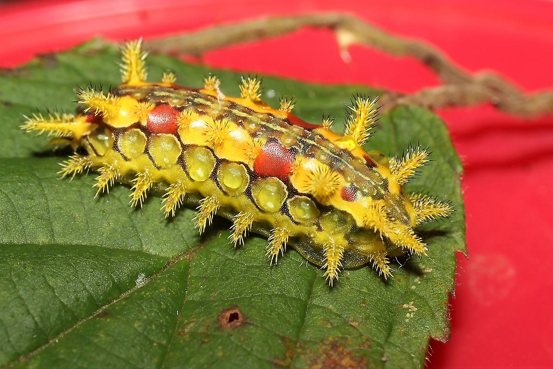 Euclea delphinii, final instar Found on raspberry. Euclea  delphinii,Geotagged,Spiny Oak-slug,Summer,United States