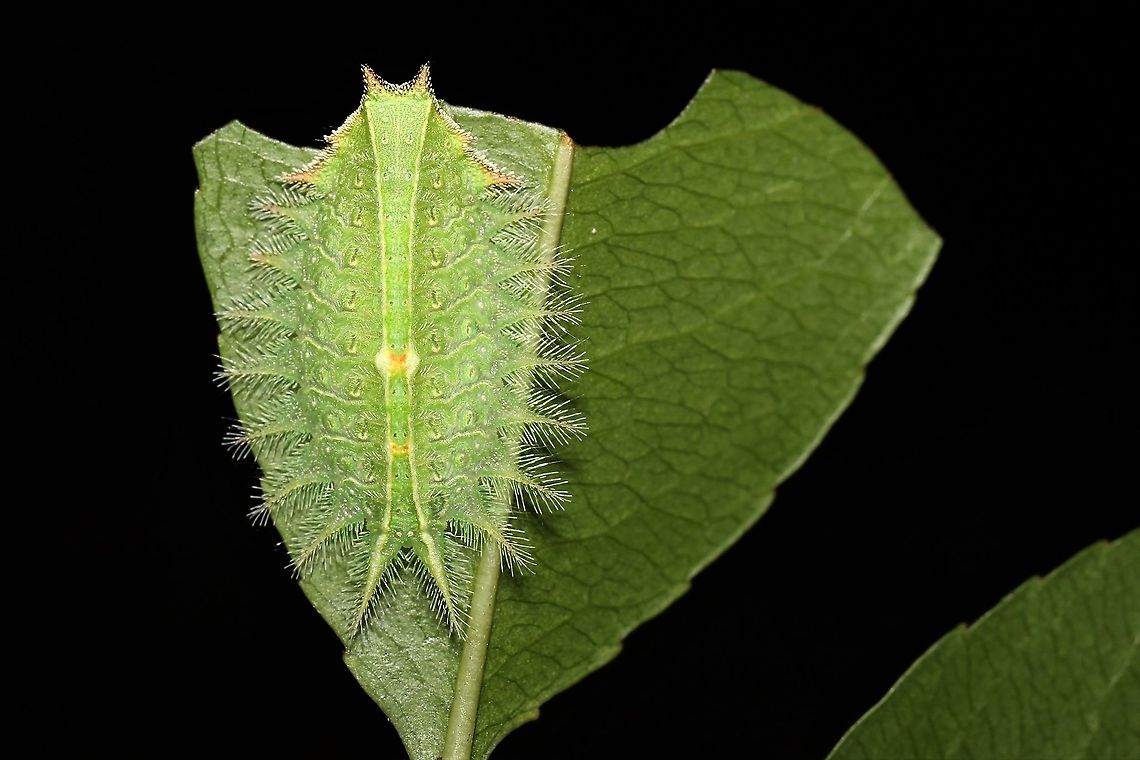 Crowned Slug Moth Found on black cherry in our yard. Crowned Slug Moth,Geotagged,Isa textula,Summer,United States