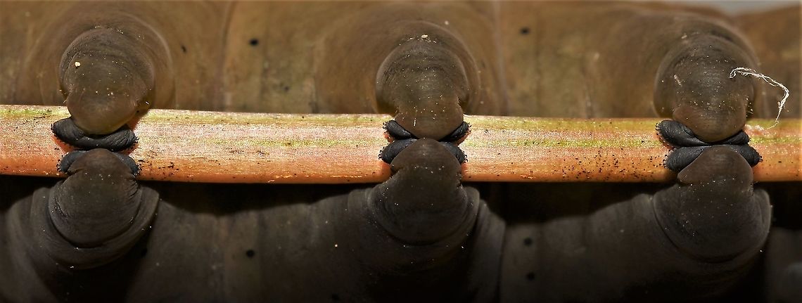 Eumorpha pandorus, prolegs  Eumorpha pandorus,Geotagged,Pandora sphinx,Summer,United States