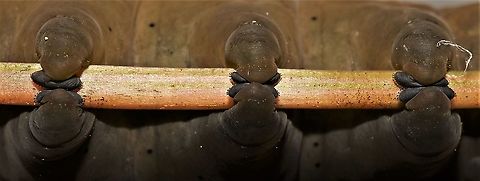 Eumorpha pandorus, prolegs  Eumorpha pandorus,Geotagged,Pandora sphinx,Summer,United States