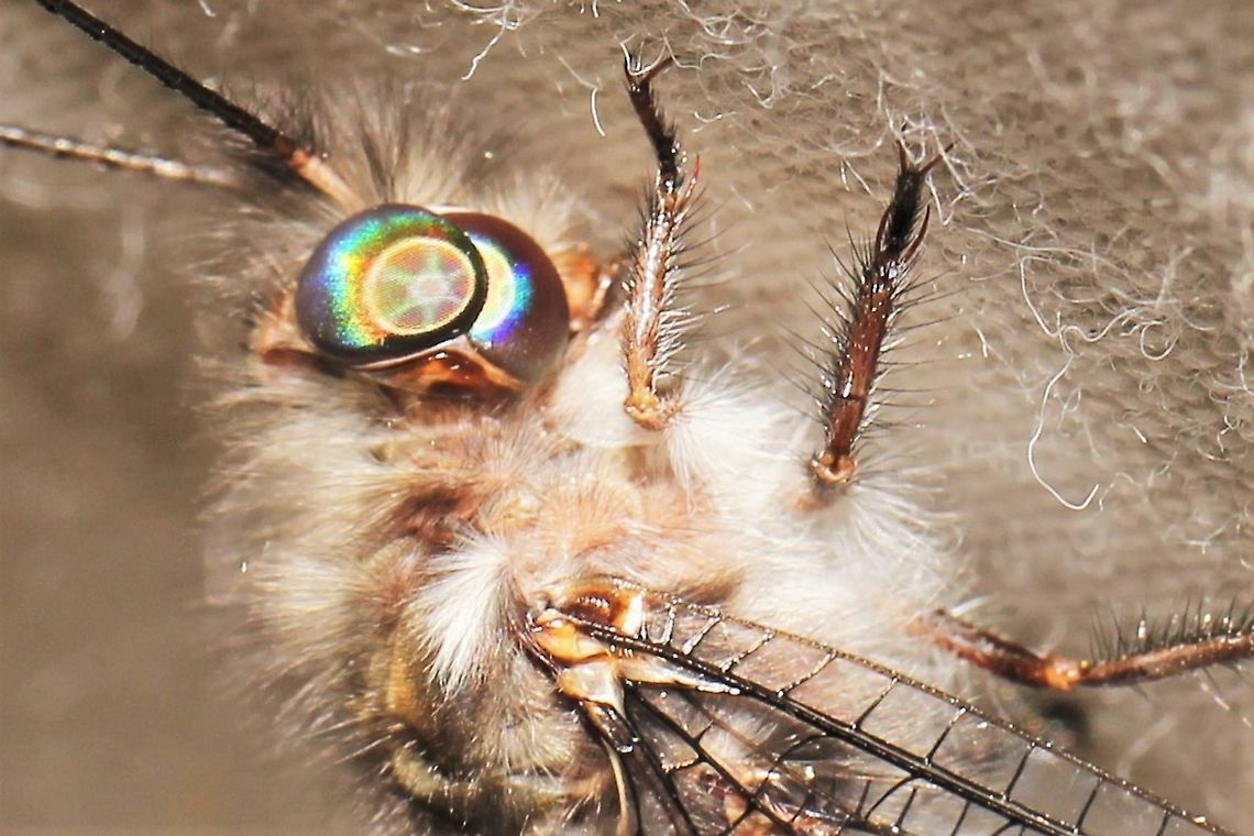 Four-spotted owlfly, double eye  Four-Spotted Owlfly,Geotagged,Summer,Ululodes quadripunctatus,United States