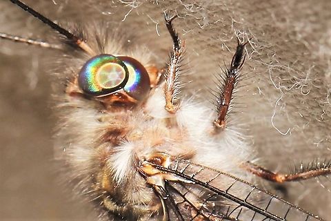Four-spotted owlfly, double eye  Four-Spotted Owlfly,Geotagged,Summer,Ululodes quadripunctatus,United States