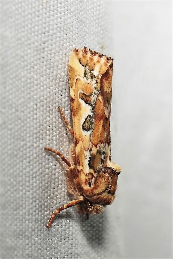 Hypotrix optima  Geotagged,Hypotrix optima,Summer,United States,moth week 2019