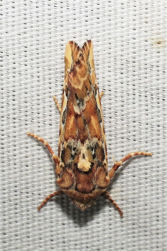 Hypotrix optima  Geotagged,Hypotrix optima,Summer,United States,moth week 2019