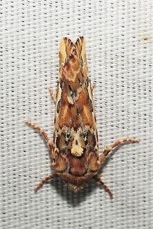 Hypotrix optima  Geotagged,Hypotrix optima,Summer,United States,moth week 2019