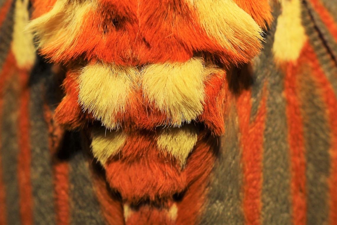 Citheronia regalis  Citheronia regalis,Geotagged,Regal Moth,Summer,United States,moth week 2019