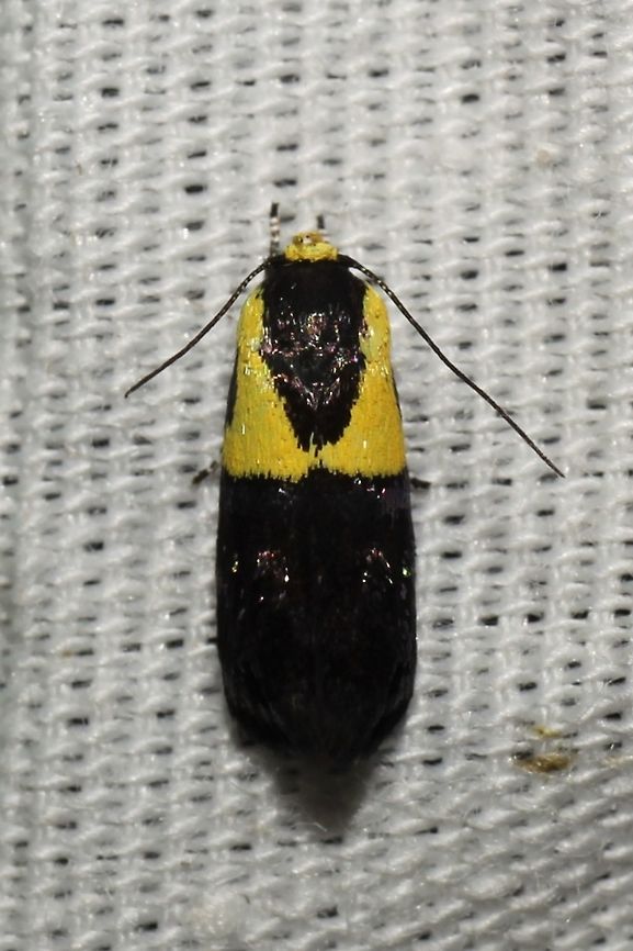Rectiostoma xanthobasis  Geotagged,Rectiostoma xanthobasis,Summer,United States,moth week 2019
