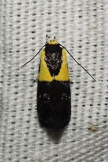 Rectiostoma xanthobasis  Geotagged,Rectiostoma xanthobasis,Summer,United States,moth week 2019