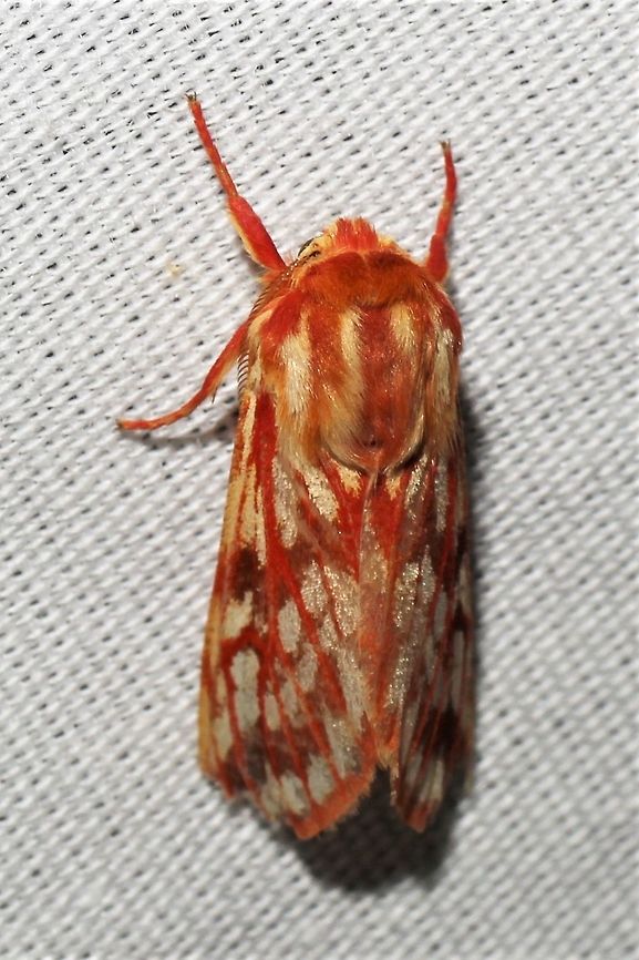 Lophocampa significans  Geotagged,Lophocampa significans,Summer,United States,moth week 2019