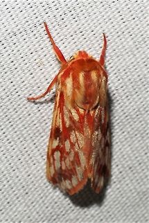Lophocampa significans  Geotagged,Lophocampa significans,Summer,United States,moth week 2019
