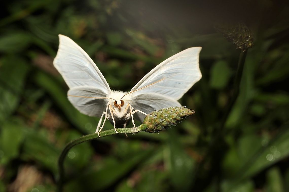 Tetracis cachexiata  Geotagged,Spring,Tetracis cachexiata,United States,White Slant-line,moth week 2019