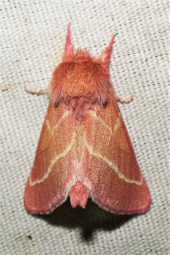 Hyparpax venus  Geotagged,Hyparpax venus,Summer,United States