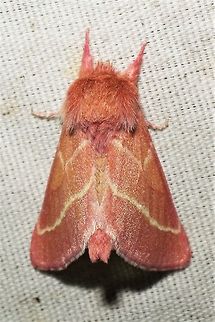 Hyparpax venus  Geotagged,Hyparpax venus,Summer,United States