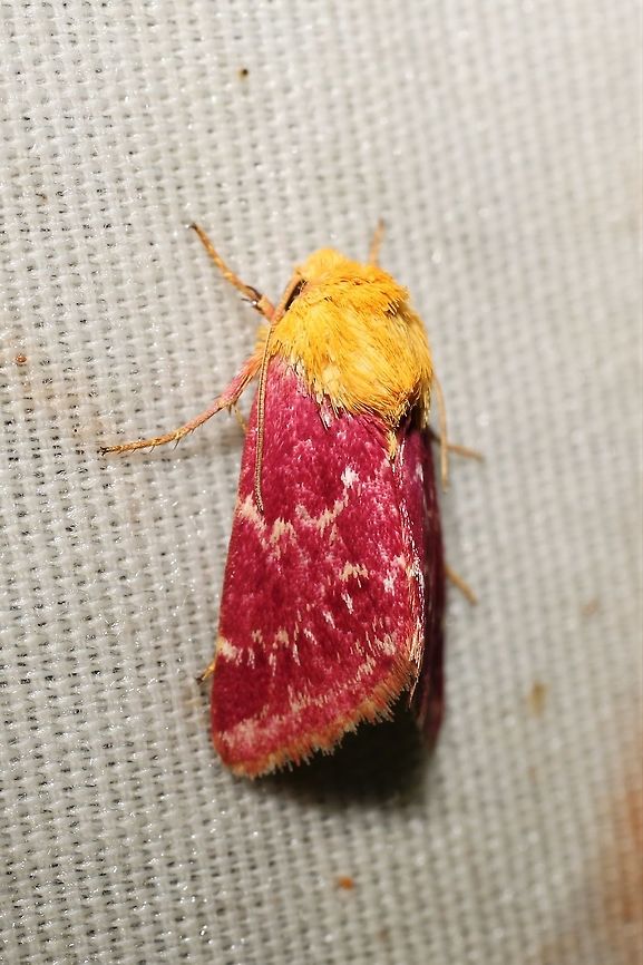 Schinia volupia  Geotagged,Schinia volupia,Summer,United States,moth week 2019