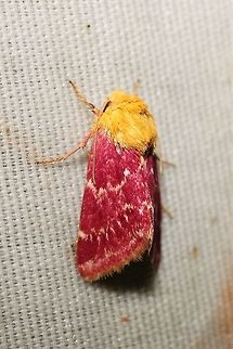 Schinia volupia  Geotagged,Schinia volupia,Summer,United States,moth week 2019
