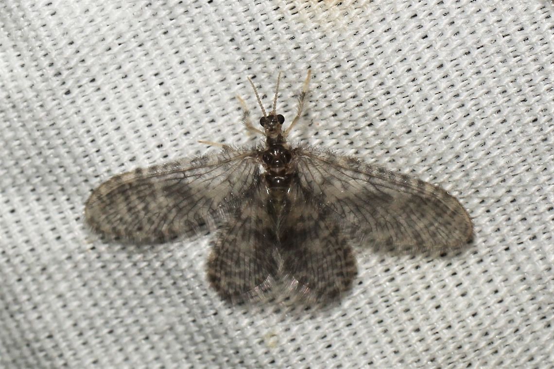 Nallachius_pulchellus  Geotagged,Nallachius pulchellus,Summer,United States