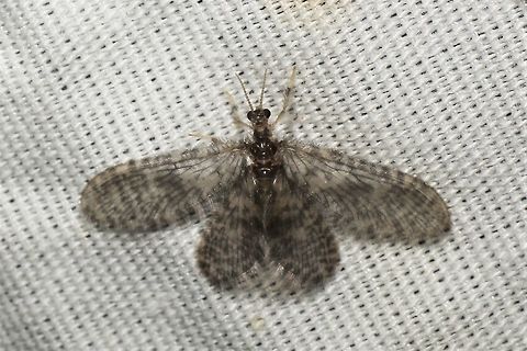 Nallachius_pulchellus  Geotagged,Nallachius pulchellus,Summer,United States