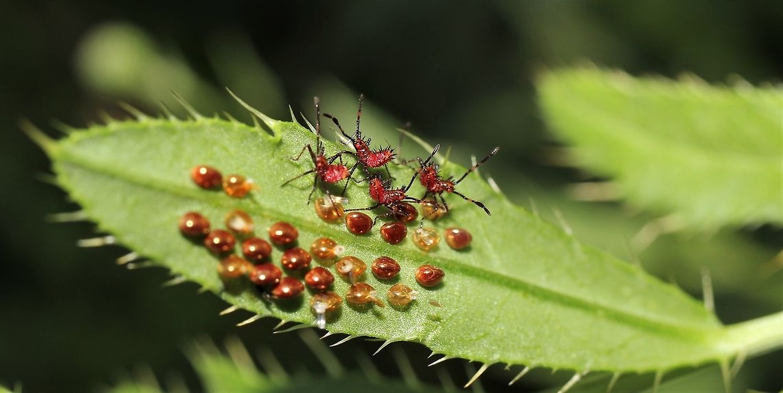 Leaf-Footed Bug Nymphs  Geotagged,Summer,United States