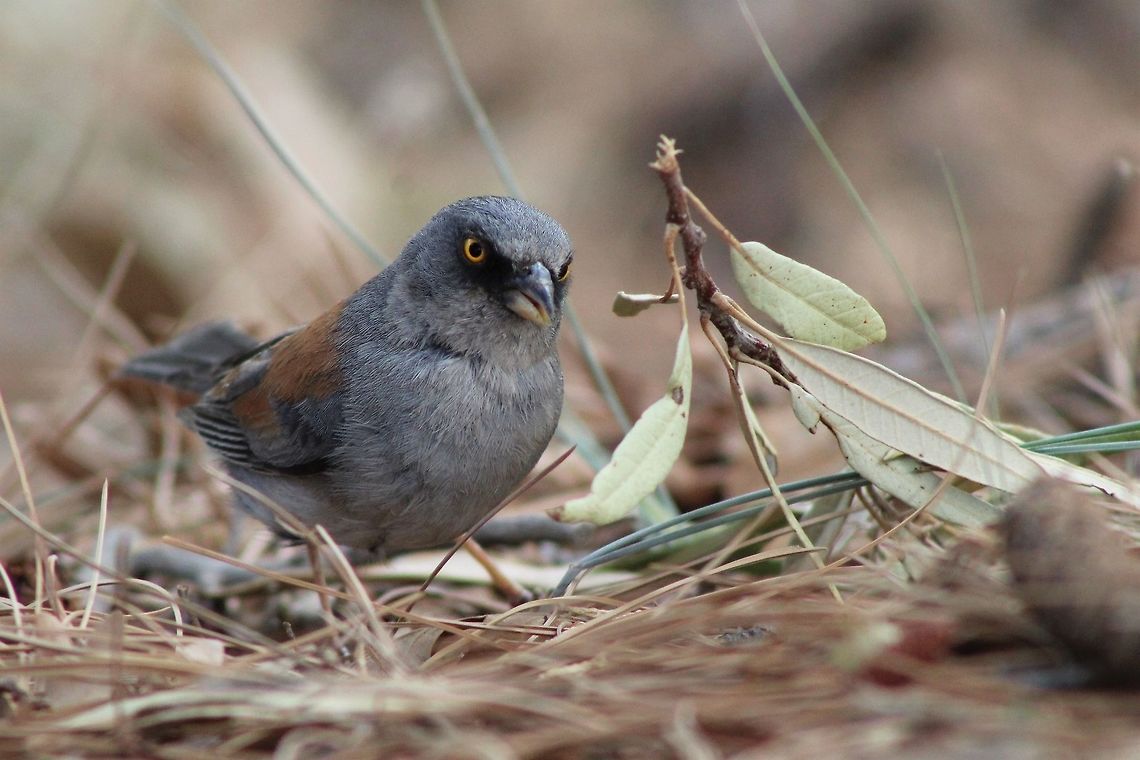Yellow-Eyed Junco  Geotagged,Junco phaeonotus,Summer,United States,yellow-eyed junco