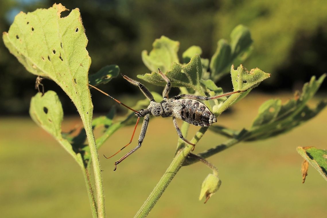 Wheel Bug Nymph  Arilus cristatus,Geotagged,Summer,United States,Wheel bug