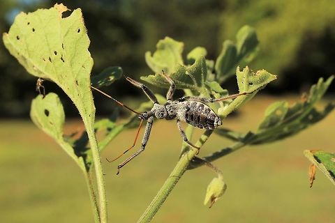 Wheel Bug Nymph  Arilus cristatus,Geotagged,Summer,United States,Wheel bug