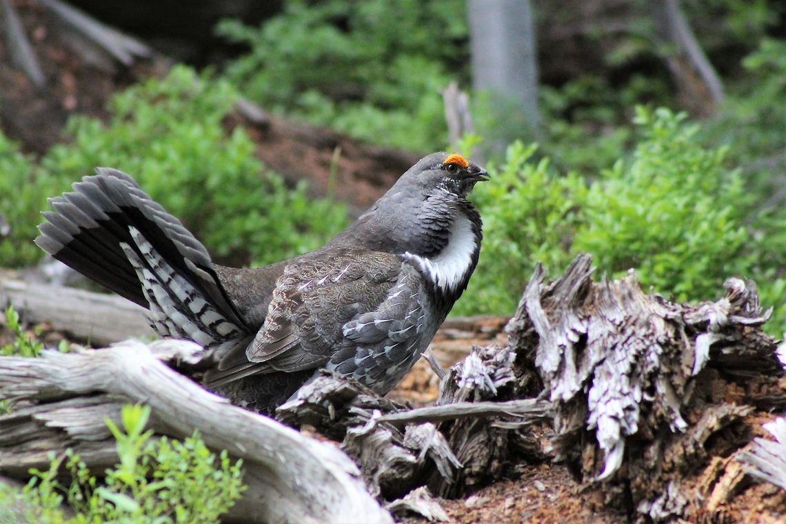 Dusky Grouse  Dendragapus obscurus,Dusky Grouse,Geotagged,Summer,United States