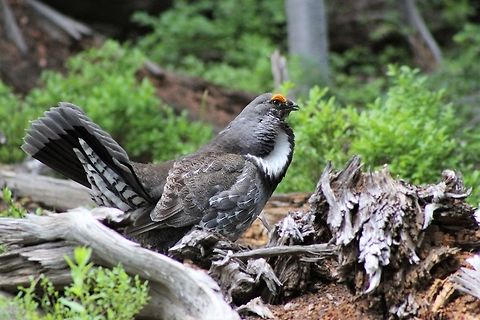 Dusky Grouse  Dendragapus obscurus,Dusky Grouse,Geotagged,Summer,United States